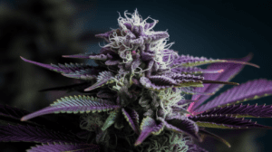 Medical Benefits of Cinderella 99: Research and Patient Experiences