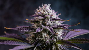 Growing Cinderella 99 in Cold Climates: Tips for Success