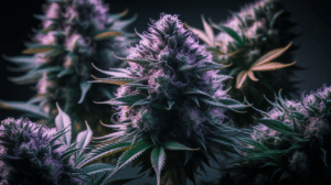 Medical Benefits of Cinderella 99: Research and Patient Experiences