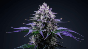 Cinderella 99 Genetics: Parent Strains and Lineage History