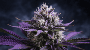 Cinderella 99 for Beginners: What to Expect Your First Time