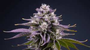 Cinderella 99 Genetics: Parent Strains and Lineage History