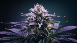 The History of Cinderella 99: Origins and Cultural Impact