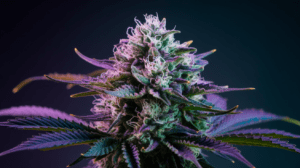 Best Time to Harvest Cinderella 99: Signs of Peak Potency