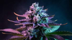 Cinderella 99 Concentrates: Wax, Shatter, and Live Resin