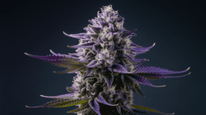 Why Cinderella 99 is Perfect for Social Settings