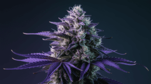 Best Time to Harvest Cinderella 99: Signs of Peak Potency