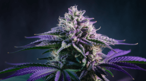 Cinderella 99 Concentrates: Wax, Shatter, and Live Resin