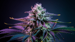 Medical Benefits of Cinderella 99: Research and Patient Experiences