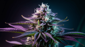 The History of Cinderella 99: Origins and Cultural Impact