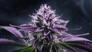 Cinderella 99 for Pain Management: User Experiences