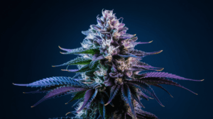 Cinderella 99 for Beginners: What to Expect Your First Time