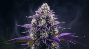 Cinderella 99 for Pain Management: User Experiences