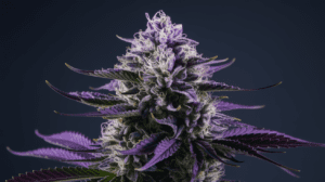 Medical Benefits of Cinderella 99: Research and Patient Experiences