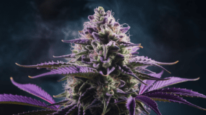 How to Store Cinderella 99 for Maximum Freshness